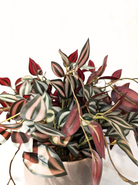 Arranjo Modern Lambari