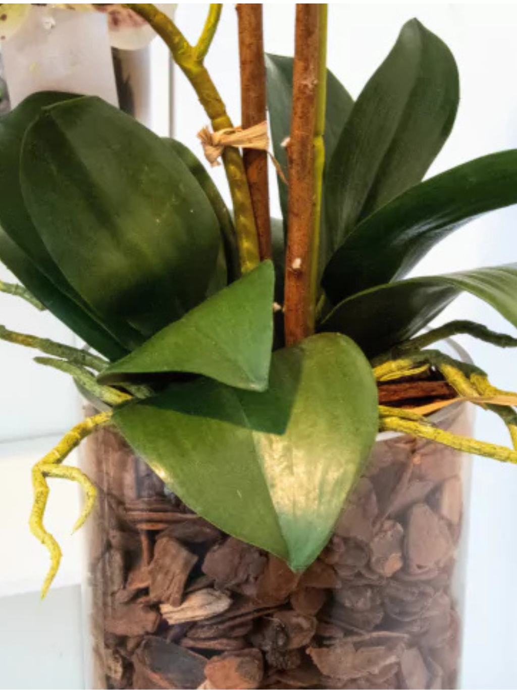 Arranjo de Orquídeas Athena (Rosa Tigre)