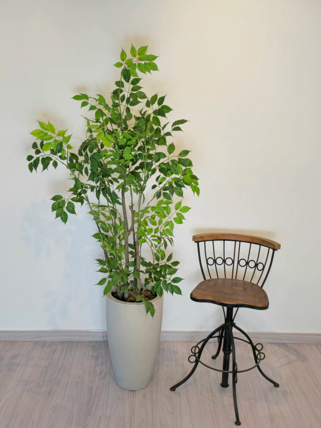 Árvore de Folha de Limão (1,20m H)