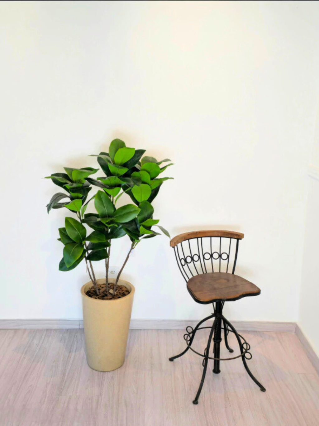 Árvore de Magnólia (1m H)