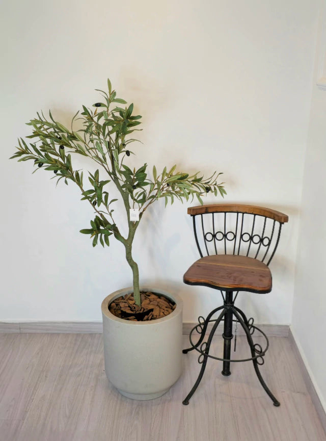 Árvore de Oliveira (1m H)