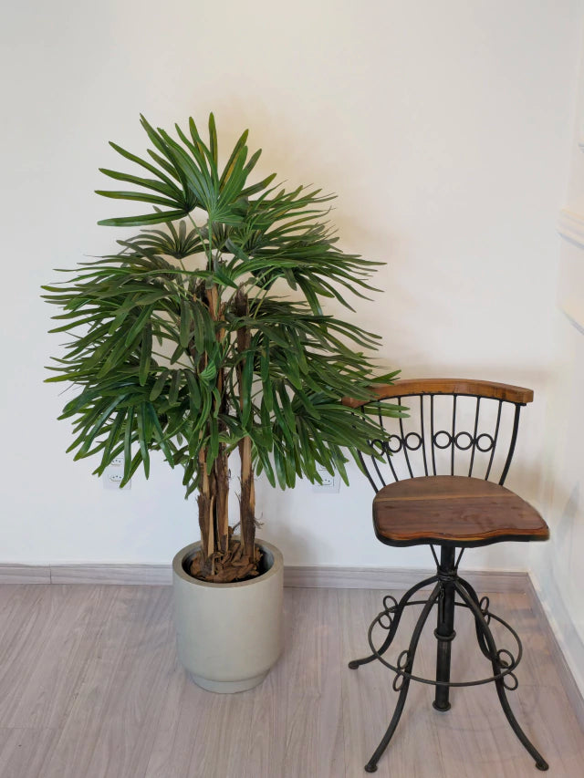 Palmeira Raphis (1,20m H)