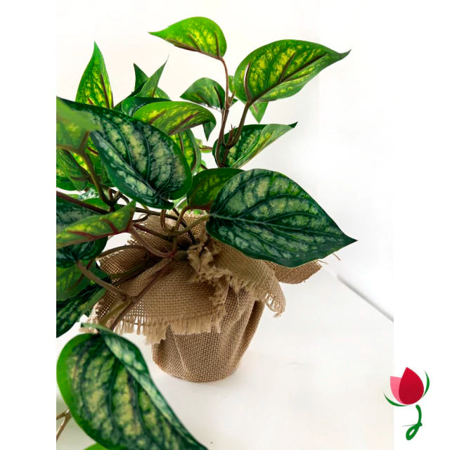 Peperômia Melancia Proteção UV