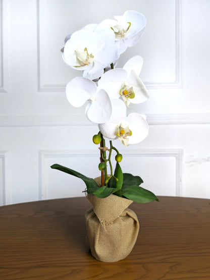Arranjo Permanente Orquídea Branca Juta (Box Dia das Mães)