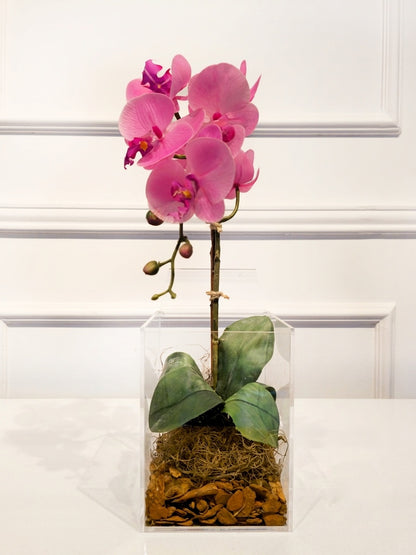 Arranjo Permanente Orquídea Solo Box Rosa