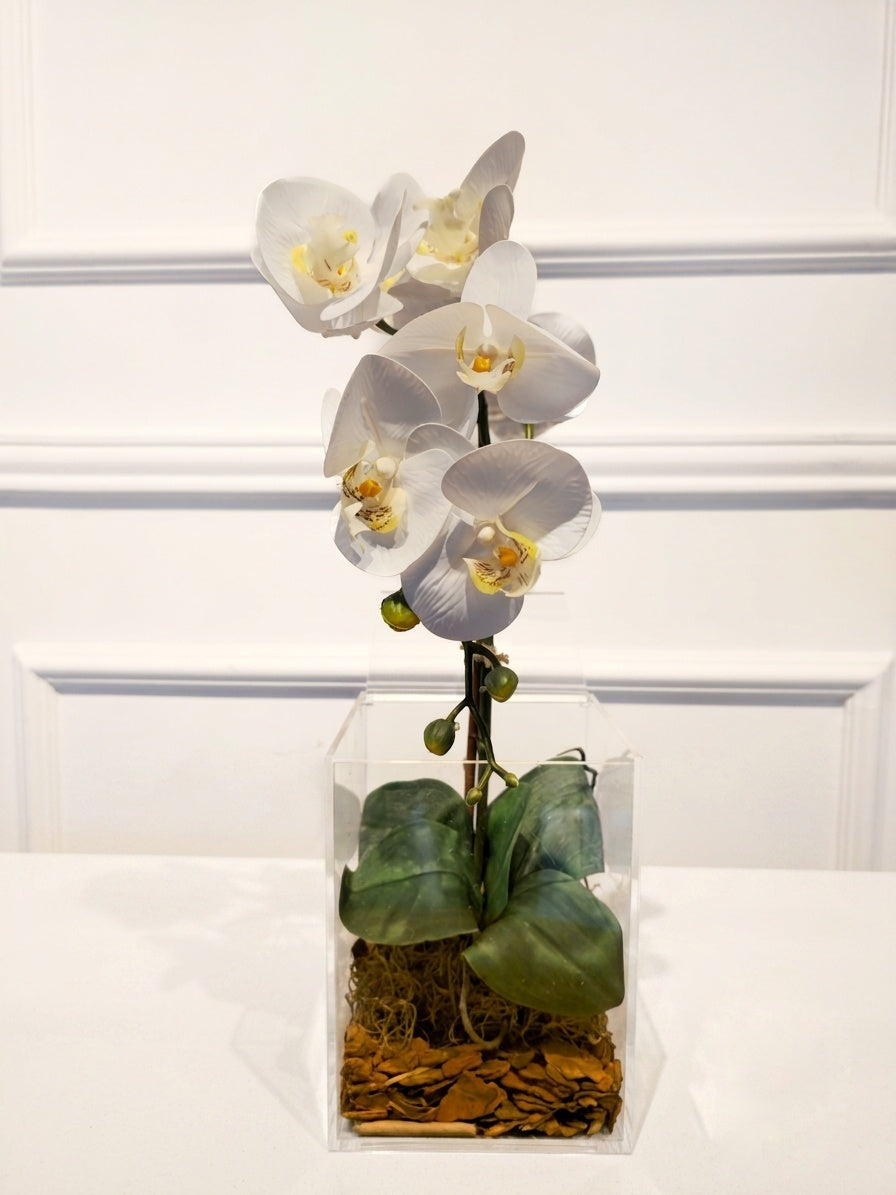 Arranjo Permanente Orquídea Solo Box Branca