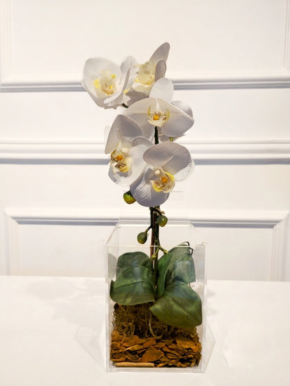 Arranjo Permanente Orquídea Solo Box Branca