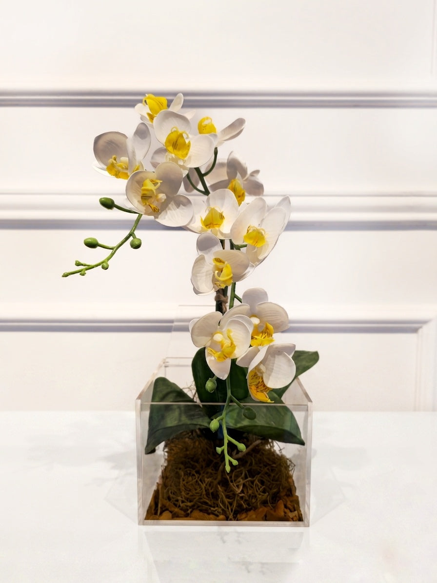 Arranjo Permanente Mini Orquídea Solo Box Branca