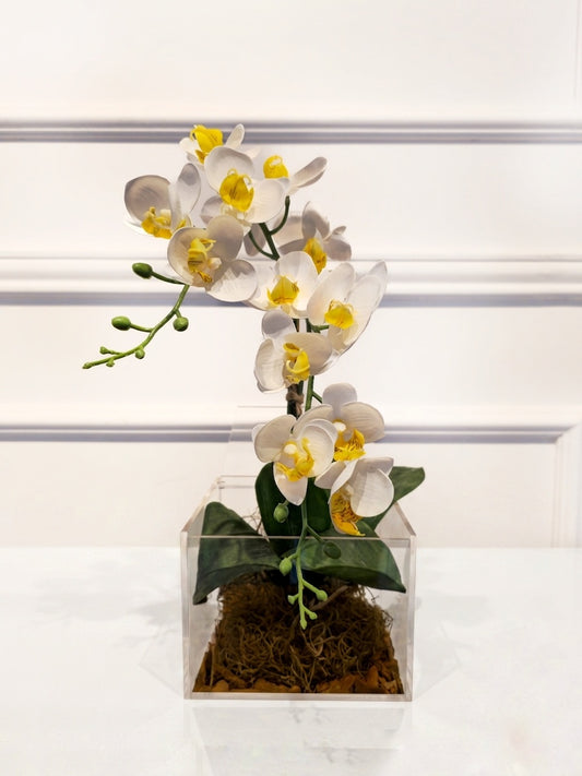 Arranjo Permanente Mini Orquídea Solo Box Branca