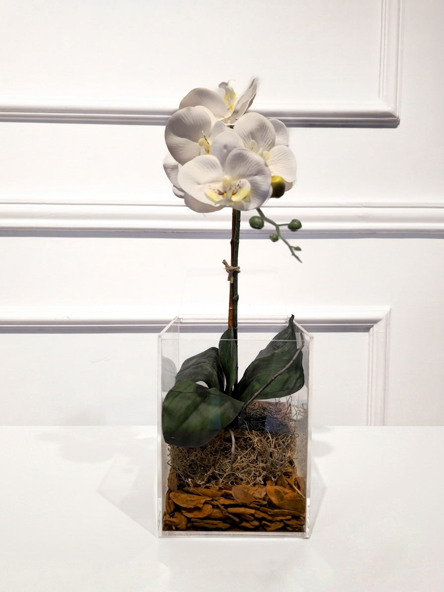 Arranjo Permanente Orquídea P Solo Box Branca