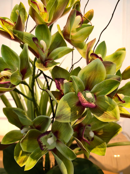 Arranjo Permanente Cymbidium Tall Verde