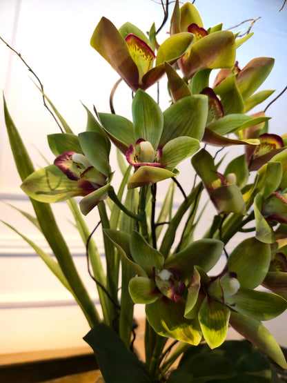 Arranjo Permanente Cymbidium Tall Verde