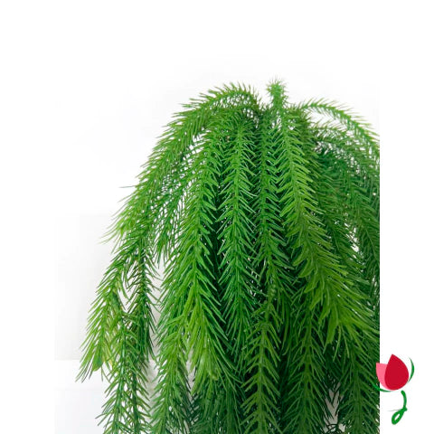 Folhagem Rabo de Macaco