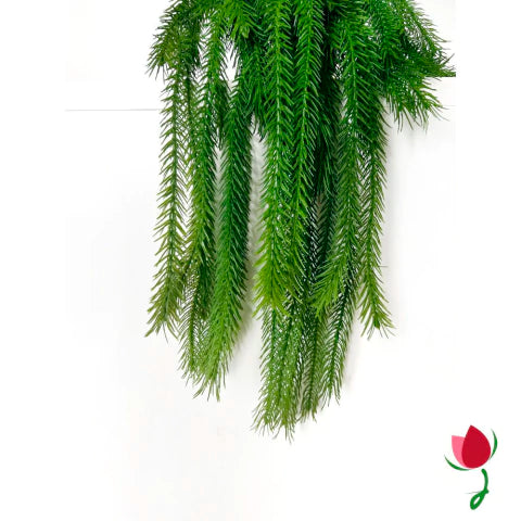 Folhagem Rabo de Macaco