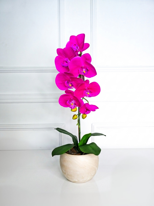 Arranjo Uno Orquídea Rosa Pink