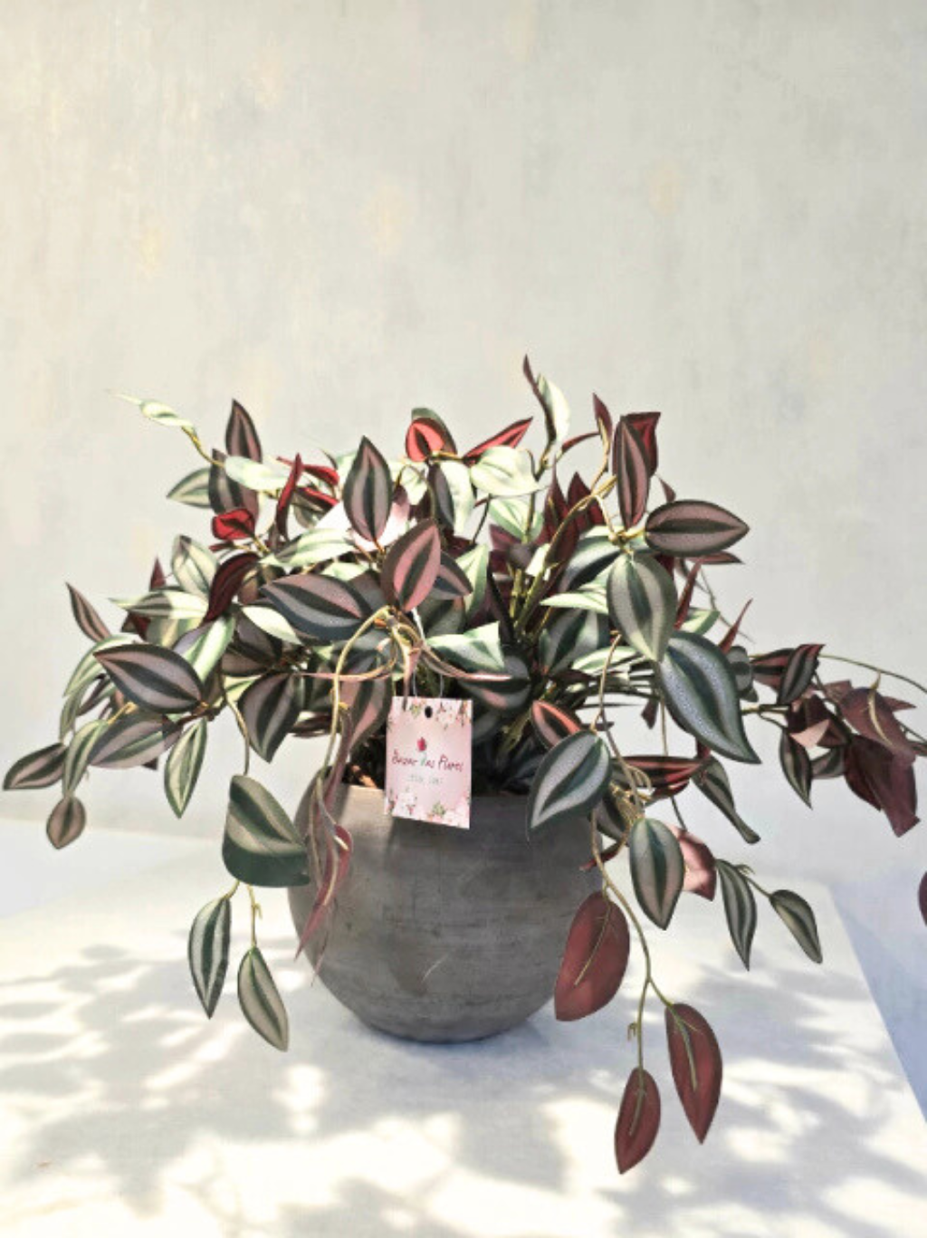 Arranjo Modern Lambari