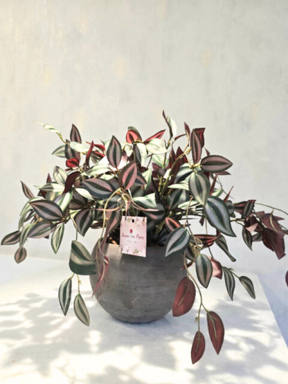 Arranjo Modern Lambari