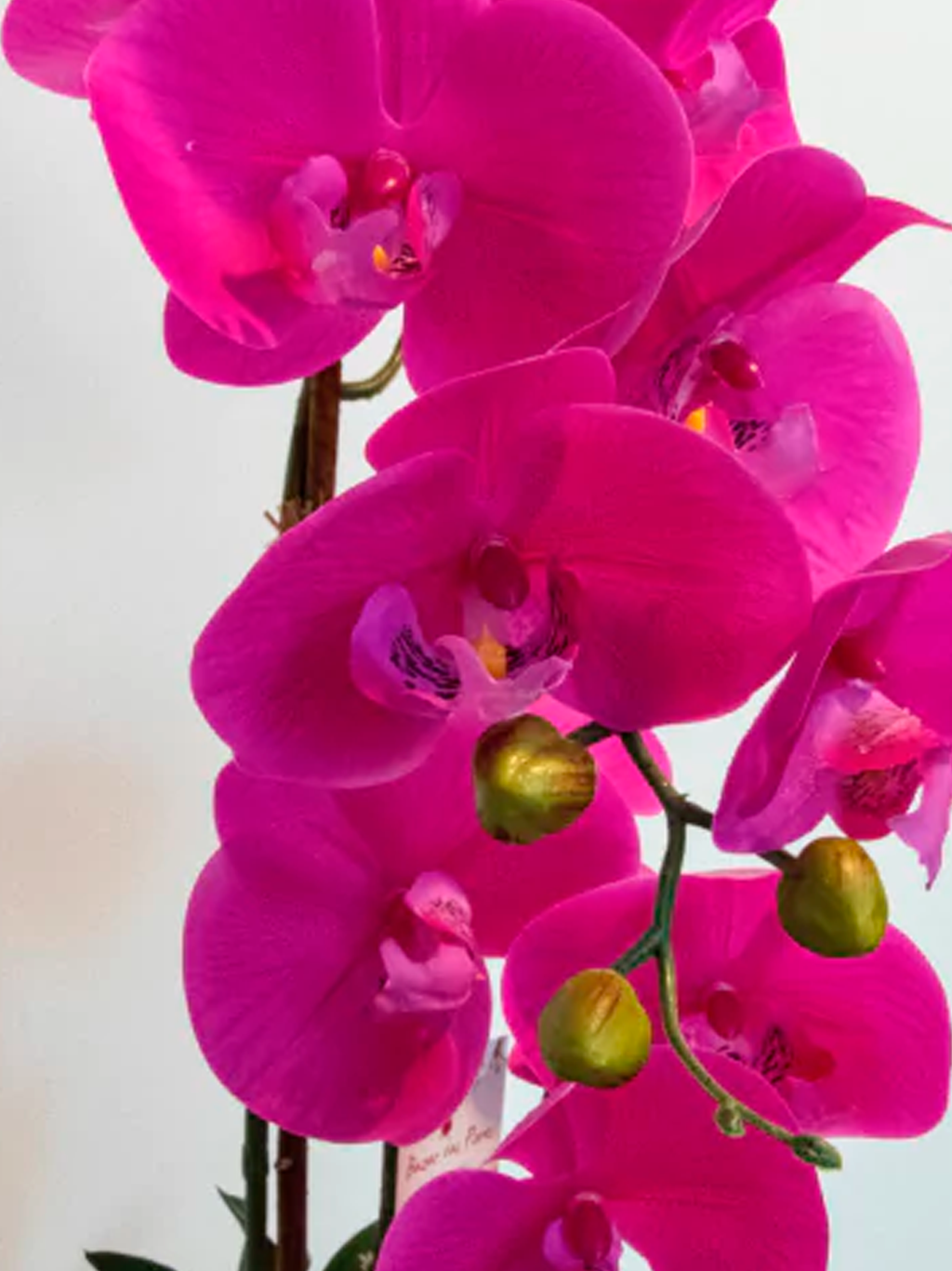 Arranjo de Orquídeas Athena (Rosa Pink)