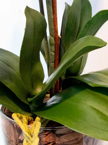 Arranjo de Orquídeas Athena (Rosa Pink)