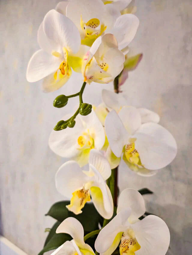 Arranjo de Orquídeas Athena (Branco)