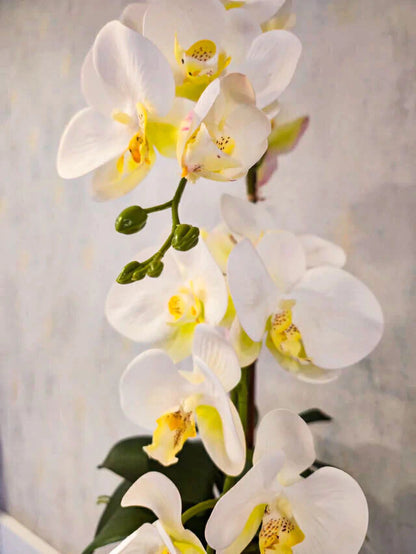 Arranjo de Orquídeas Athena (Branco)