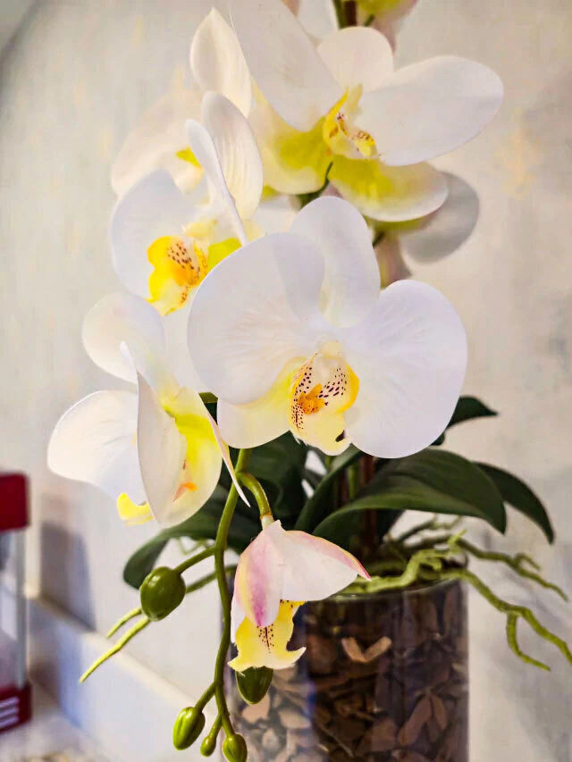 Arranjo de Orquídeas Athena (Branco)