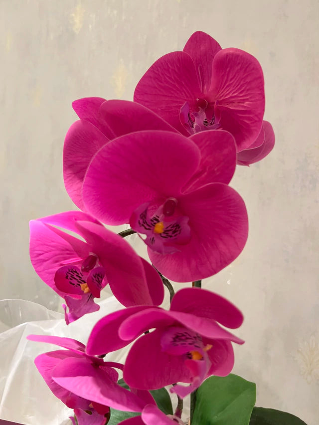 Box Arranjo de Orquídeas Athena