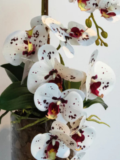Arranjo de Orquídeas Athena (Rosa Tigre)