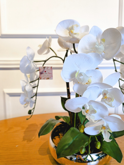 Arranjo Orquídeas Brancas Rennes