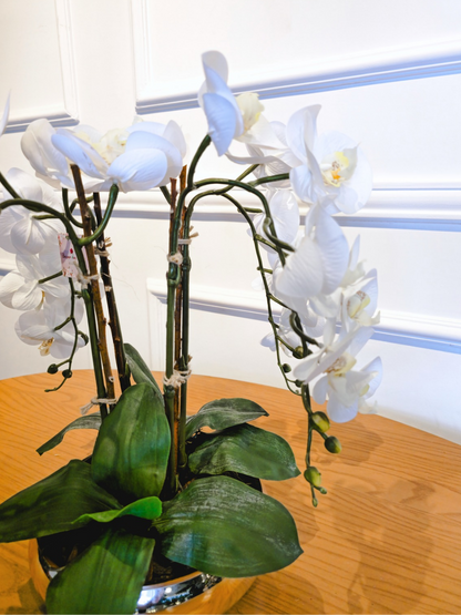 Arranjo Orquídeas Brancas Rennes