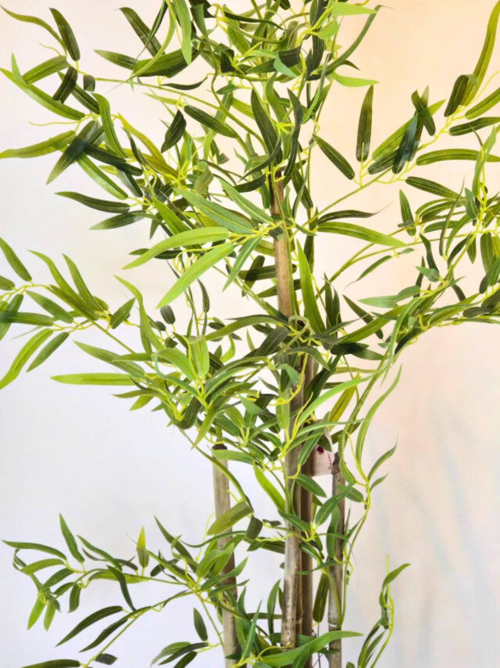 Árvore Hibrida de Bambu Japonês (1,20m H)