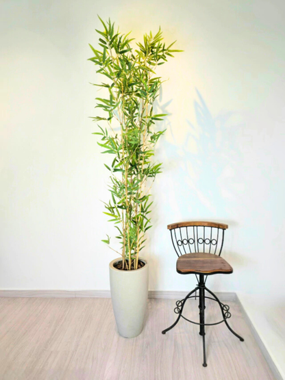Árvore Hibrida de Bambu Japonês (1,80m H)