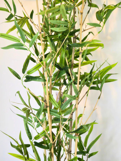 Árvore Hibrida de Bambu Japonês (1,80m H)