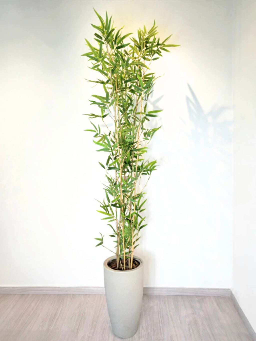 Árvore Hibrida de Bambu Japonês (1,80m H)