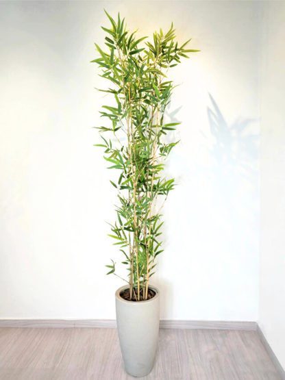 Árvore Hibrida de Bambu Japonês (1,80m H)