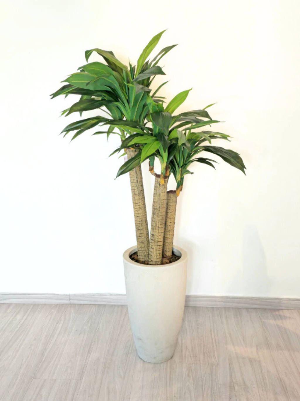 Árvore de Dracena Pau D'água (1,20m H)