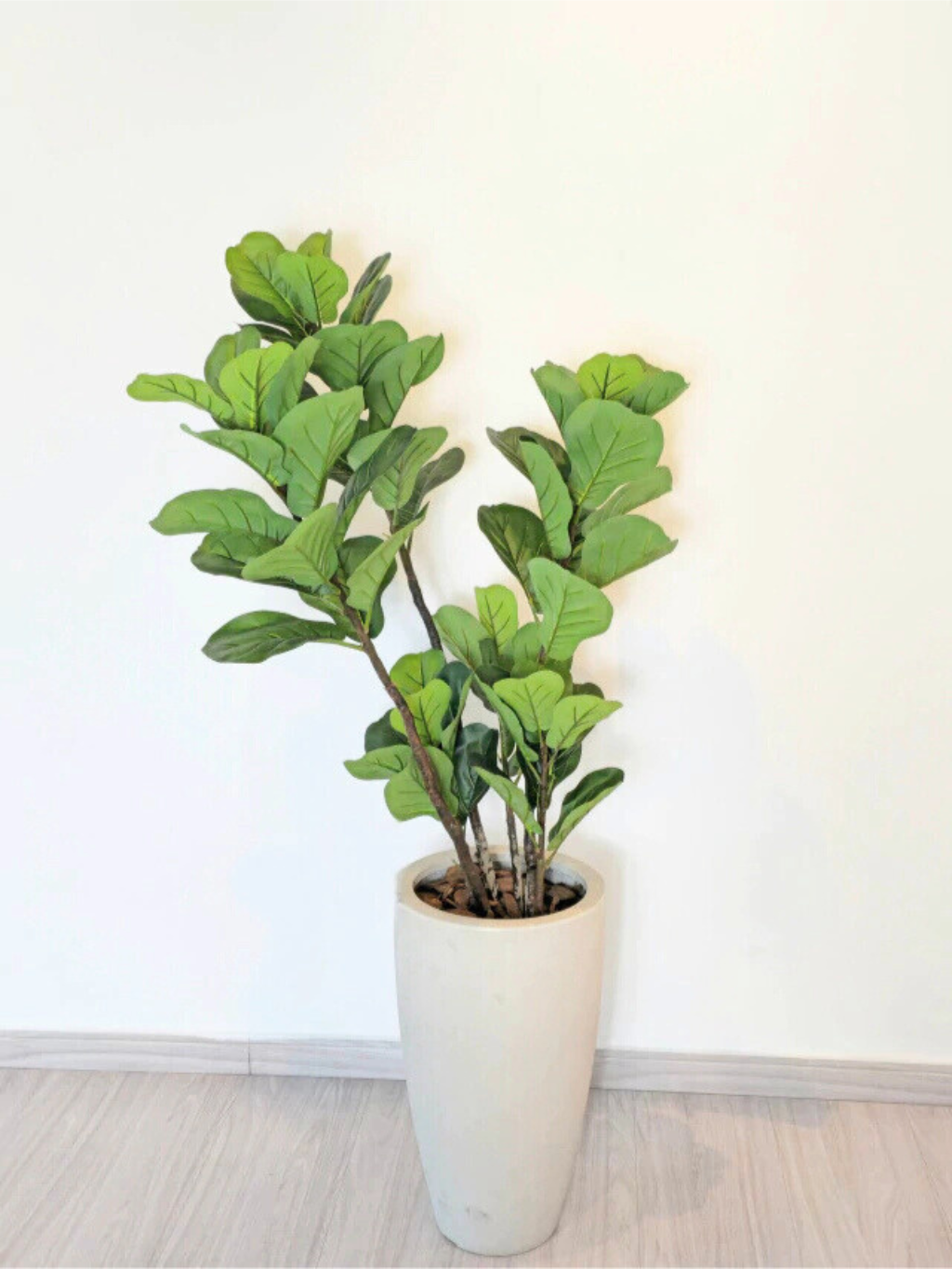 Árvore de Ficus Lyrata (1,20m H)