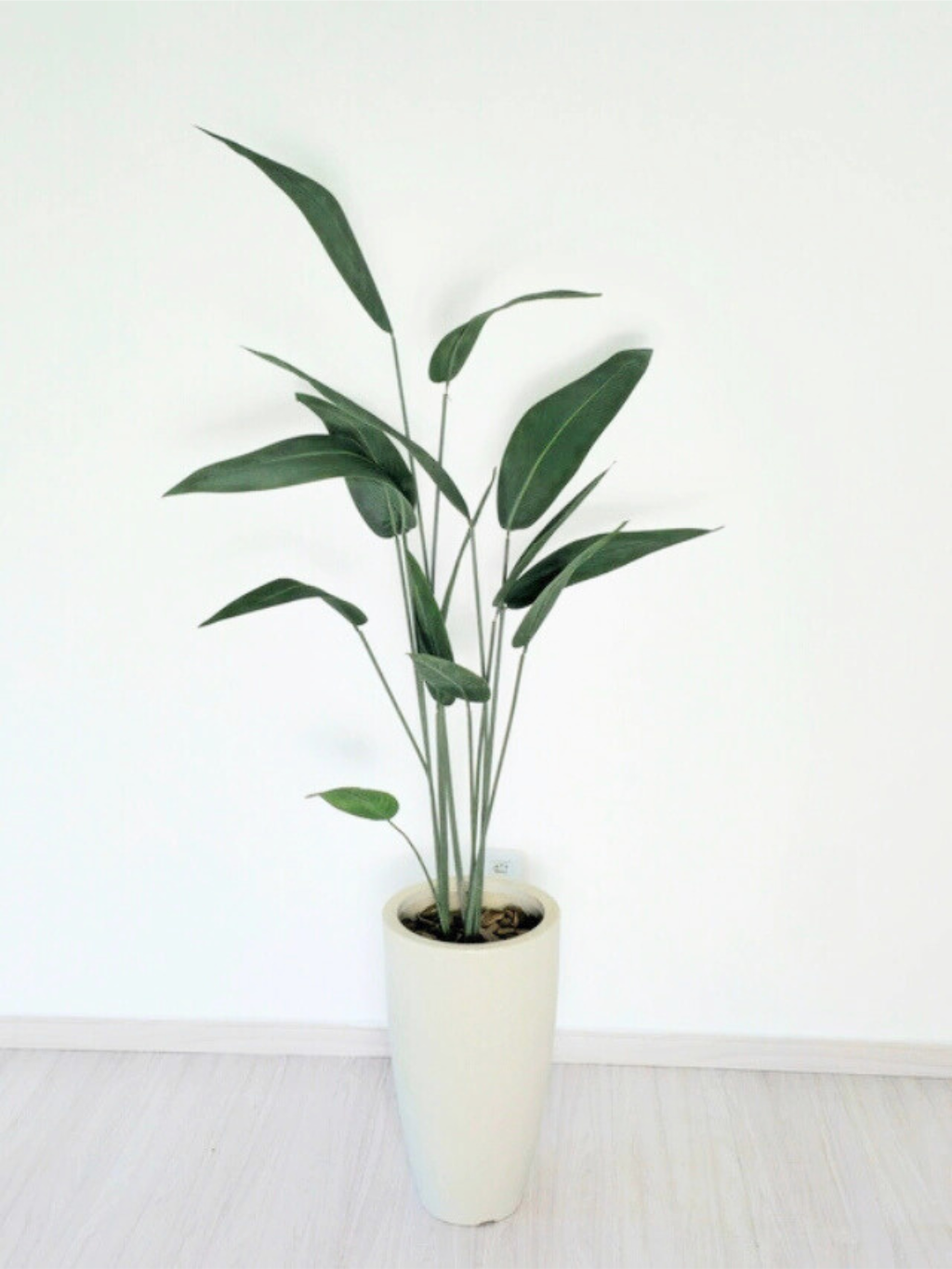 Árvore de Folha de Estrelícia (1,50m H)