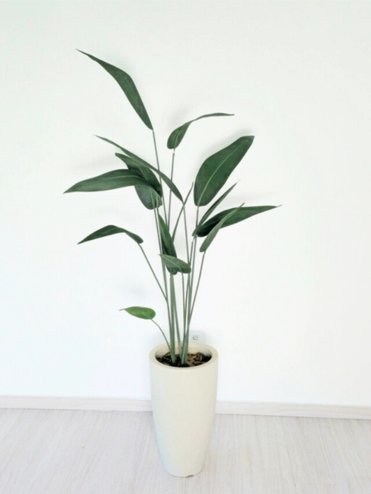 Árvore de Folha de Estrelícia (1,50m H)