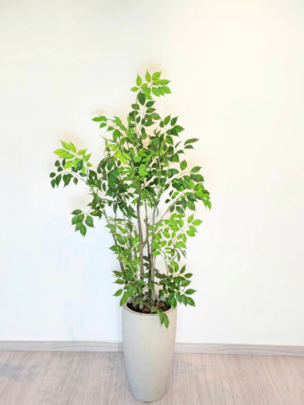 Árvore de Folha de Limão (1,20m H)