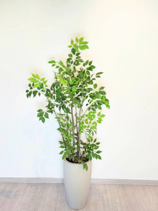 Árvore de Folha de Limão (1,20m H)