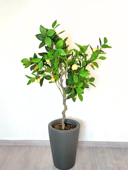 Árvore de Limão Siciliano (1,20m H)