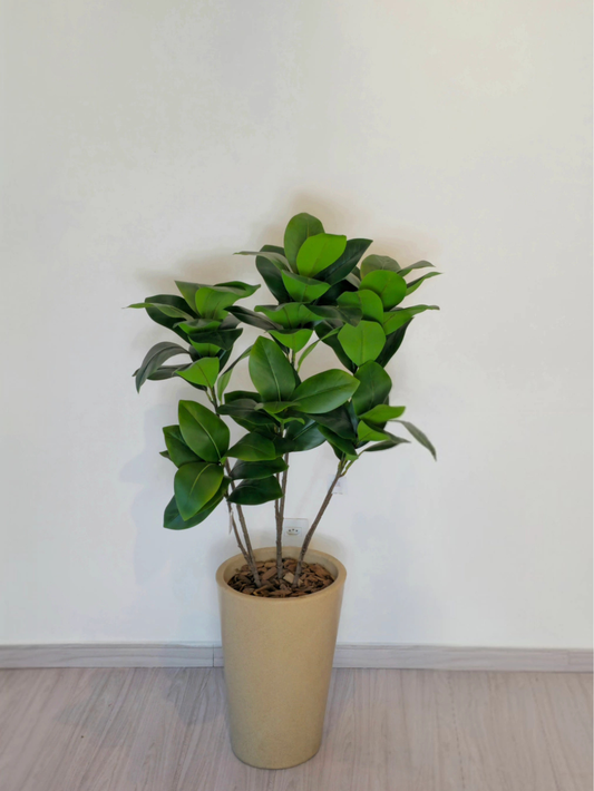 Árvore de Magnólia (1m H)