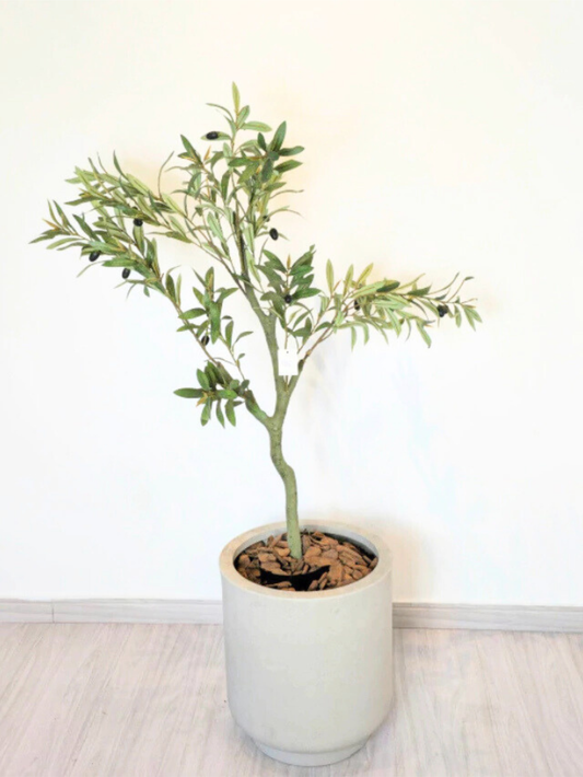 Árvore de Oliveira (1m H)