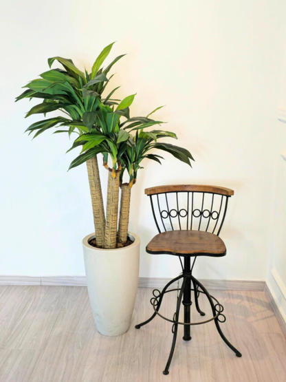 Árvore de Dracena Pau D'água (1,20m H)