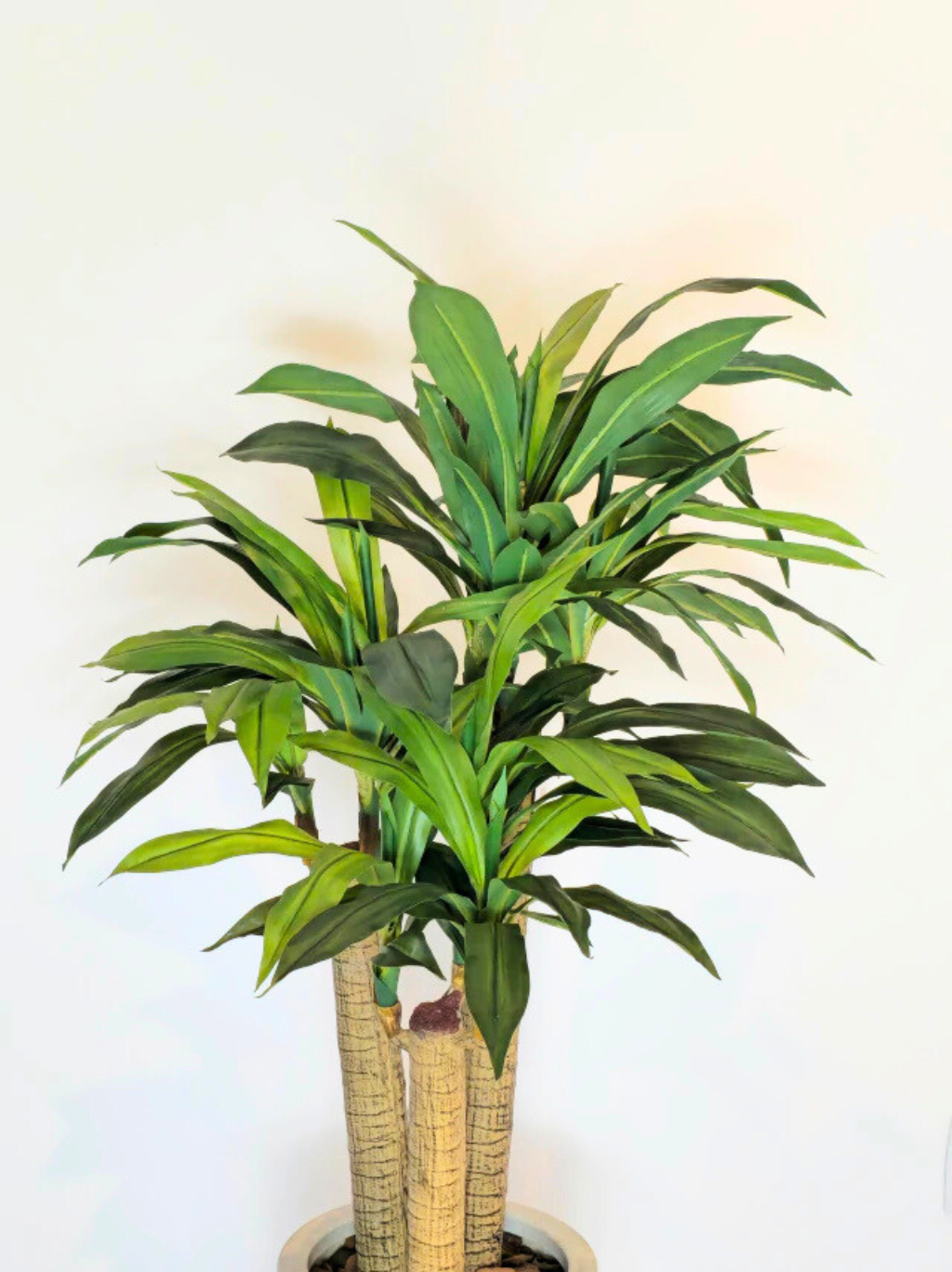 Árvore de Dracena Pau D'água (1,20m H)