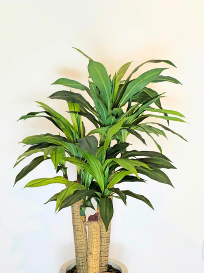 Árvore de Dracena Pau D'água (1,20m H)