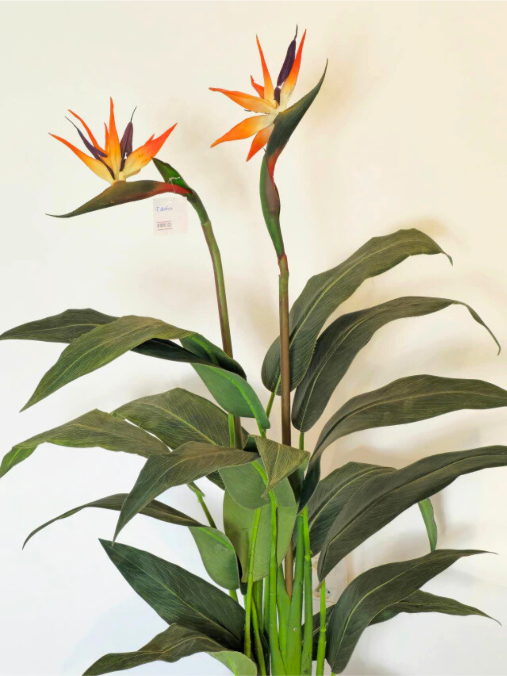 Árvore de Estrelícia (1,35m H)