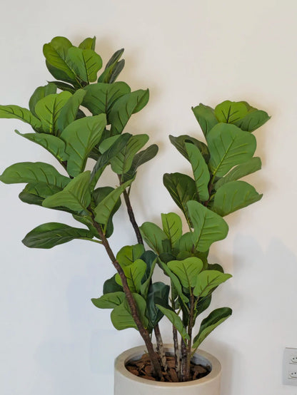 Árvore de Ficus Lyrata (1,20m H)