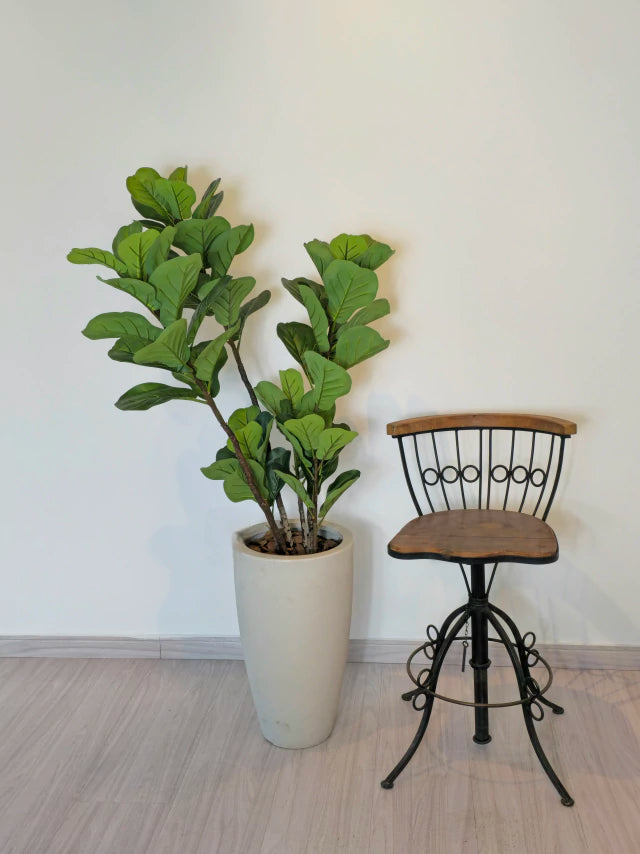 Árvore de Ficus Lyrata (1,20m H)